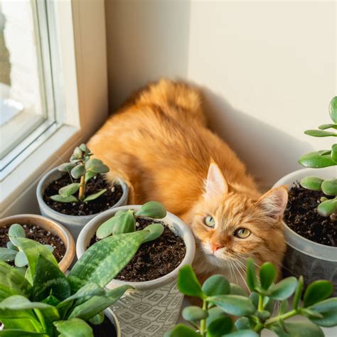 Succulents Safe For Cats