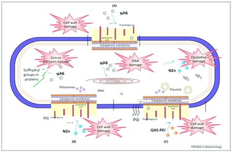 The Possible Antibacterial Mechanisms Of Different Antibacterial