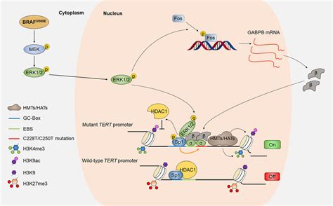 A Schematic Model Showing The Activation Of The Mutant Tert Promoter By Download Scientific