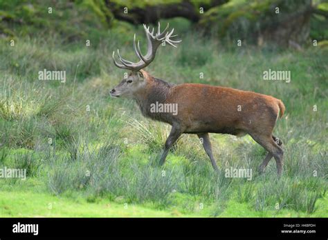 Red Deer Cervus Elaphus Deer Edge Of The Forest Side View Running