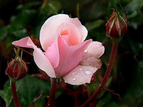 Free Images Blossom Leaf Flower Petal Rose Flora Close Up Bud