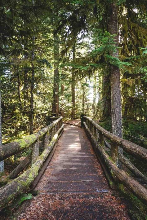 Your Guide To Hiking The Mckenzie River Trail Oregon Is For Adventure