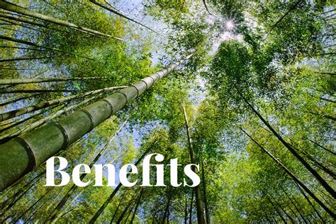 What Kind Of Nature Benefits Does Bamboo Offer