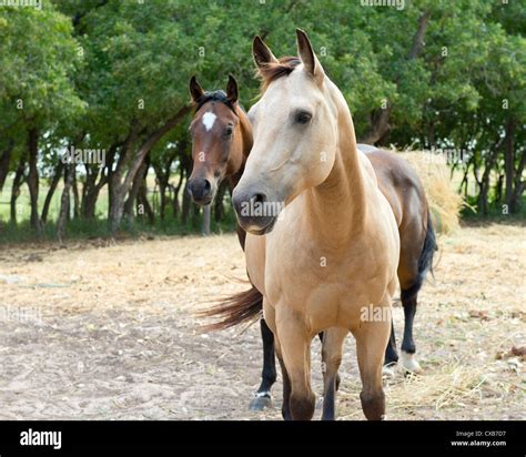 Buckskin Paint Quarter Horse