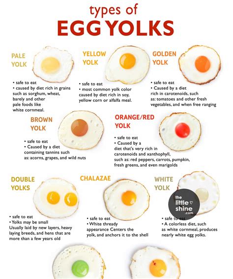 Egg Yolk Colors Chart - The Little Shine