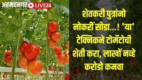 Tomato Farming शेतकरी पुत्रांनो नोकरीं सोडा या टेक्निकने टोमॅटोची शेती करा लाखों नव्हे