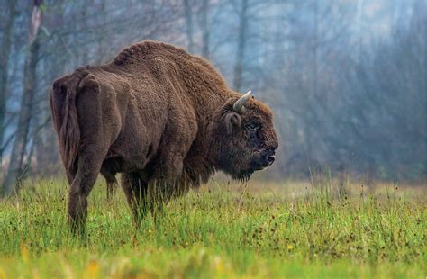 Bialowieza Forest