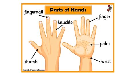 Parts of the Hand Poster