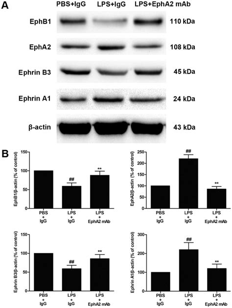 Effects Of EphA2 Antagonism On EphB1 Ephrin B3 Expression In Vivo A