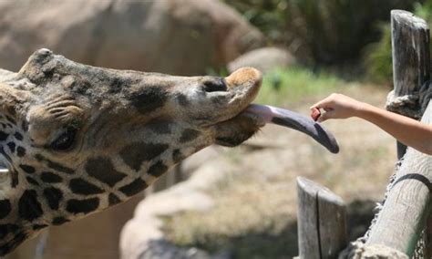 Giraffe Feeding Time - Communicate Science