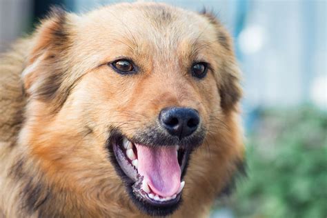 【犬のしつけ専門家 監修】犬が吠える理由とは「うるさい」のトラブルを解消する方法を紹介 犬のしつけ ハグ