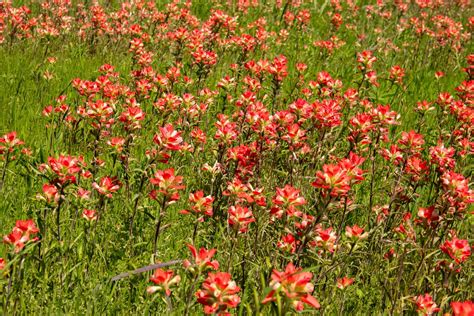 Red Blanket Of Indian Paintbrush Flowers Growing In A Field Etsy