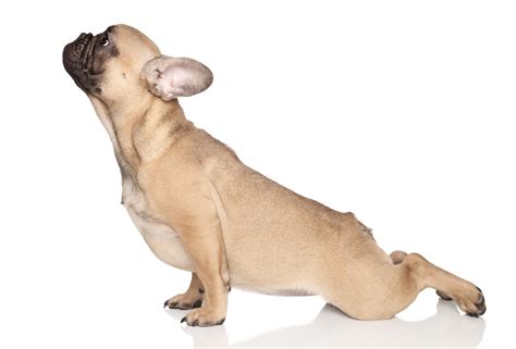 Dr Joes Simple Stretches