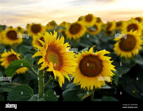 Sonnenblumen Feld Bei Sonnenuntergang Ernte Von Sonnenblumensamen In