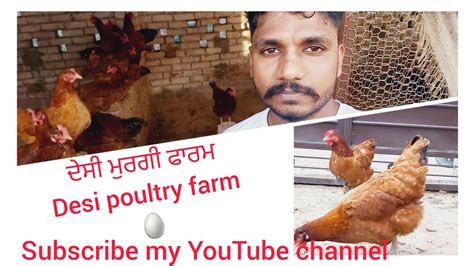 Desi Poultry Farm Kaise Start Kre How To Start Poultry Farmਦੇਸੀ