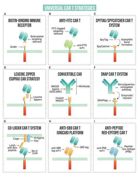 Ijms Free Full Text Modular Chimeric Antigen Receptor Systems For