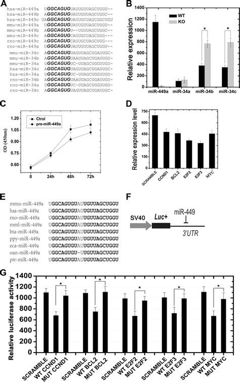 Microrna And Microrna B C Function Redundantly In Murine Testes