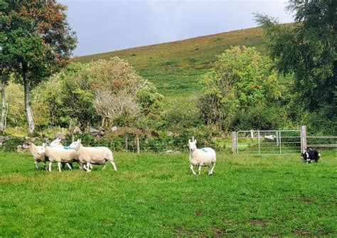 Irish Sheep Farm Photo