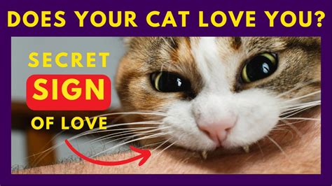 10 Proven Signs That Your Cat Loves You Some Of Them Might Shock You ️🐈 Youtube