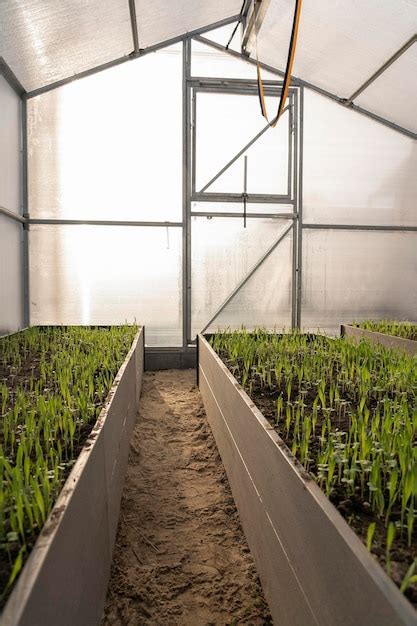 Plantas J Venes En Un Invernadero Que Crece Dentro De Un Peque O