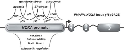 Signaling and cell stress pathways that impact on NOXA gene expression.... | Download Scientific ...