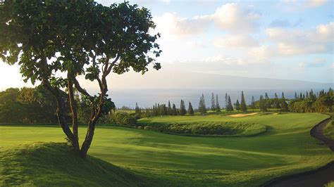 Kapalua Golf Tournament 2024 Milli Suzanne