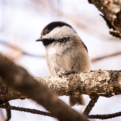 Ecofriendly Sask Ecosask News December 8 2020