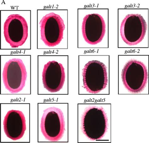 Pectin Staining Of Seed Coat Mucilage In Wild Type Galt1 Galt6 Single