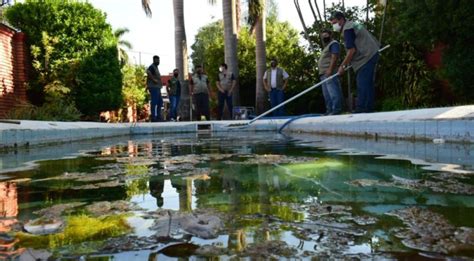 Diario Hoy Dengue A La Orden Del D A Intervienen Otra Piscina Con