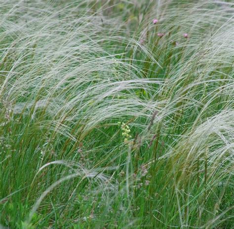 Stipa Gigantea Stipe G Ante Godet X Cm Amazon Fr Jardin