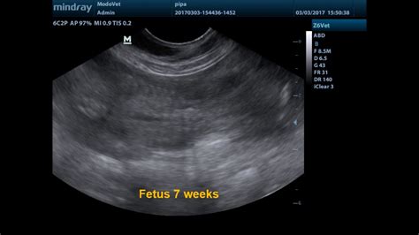 What Can A Dog Ultrasound Show