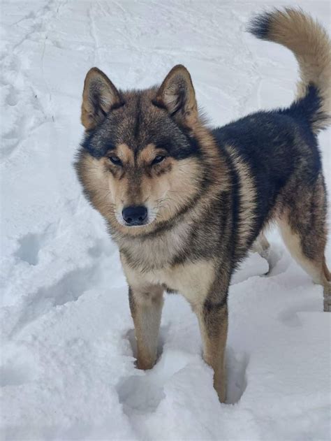 Majestic German Shepherd in the Snow