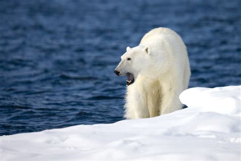 Watch: Polar Bears Are Apparently Hunting Reindeer Now