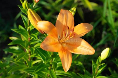 Lanceolate Lily Stock Image Image Of Closed Orange