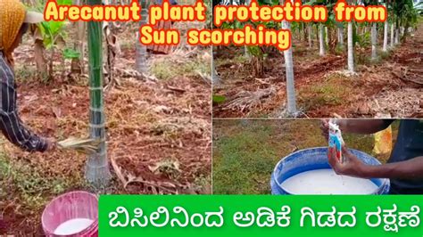 Areca Nut Arecanut Plant Protection From Sun Scorching Sun Burn