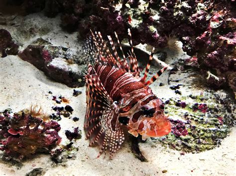 Why Are Lionfish Considered Invasive American Oceans