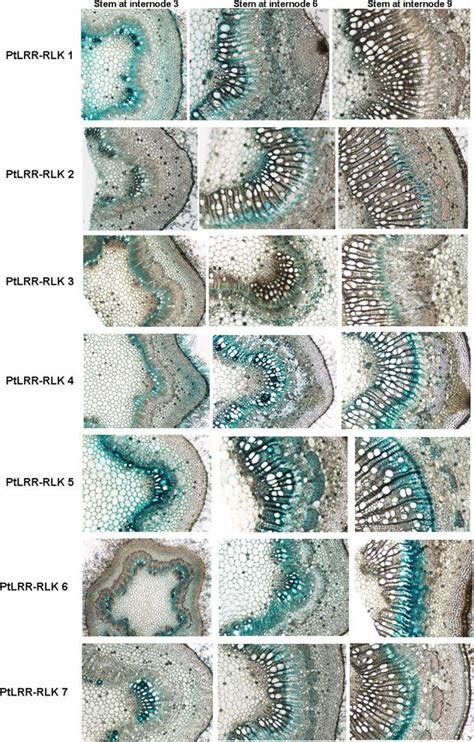 Histochemical Analysis In PtLRR RLKpro GUS Transgenic Poplar Stems GUS