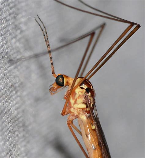 Tiger Crane Fly Nephrotoma Alterna Nephrotoma BugGuide Net