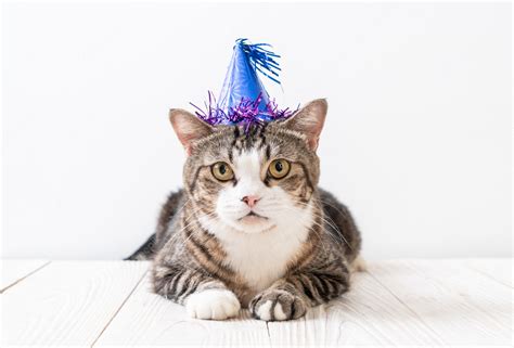 Premium Photo | Cat with party hat