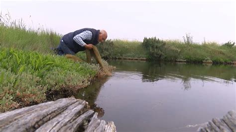 La pêche à l anguille mise à mal dans les marais du Payré YouTube