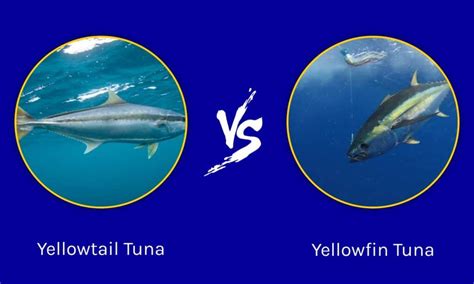 Yellowtail vs Yellowfin Tuna: The Key Differences - A-Z Animals