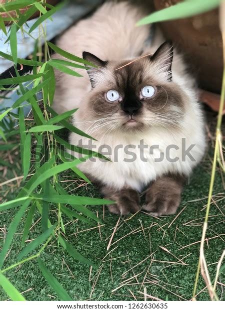 Himalayan Cat Blue Eyes Under Tree Stock Photo (Edit Now) 1262630635