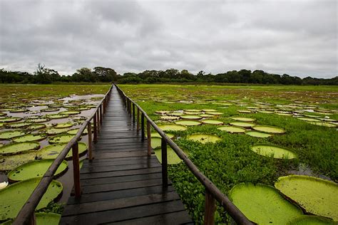 The Pantanal travel - Lonely Planet | Brazil, South America