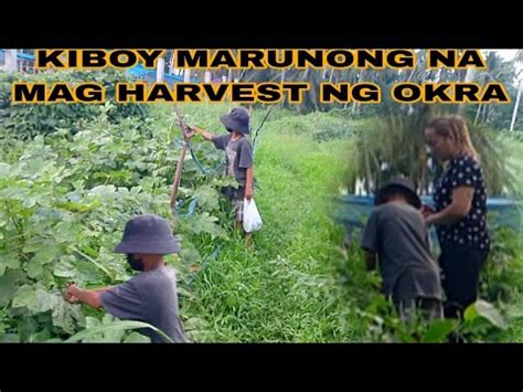 KIBOY MARUNONG NA MAG HARVEST NG OKRA Viral Kmjs Aswang DMistery17