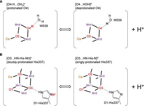 Frontiers Identification Of The Protonation And Oxidation States Of