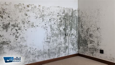 Mold Remediation Experts In Columbia Mo And Miami