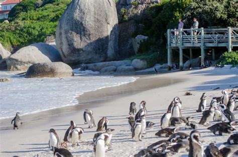 Ab Kapstadt Cape Point Boulders Beach Tagestour Getyourguide