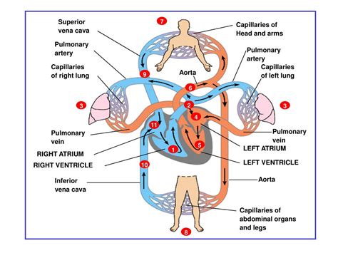 Ppt Arteries Of Pulmonary Circulation Powerpoint Presentation Free Download Id 3561542