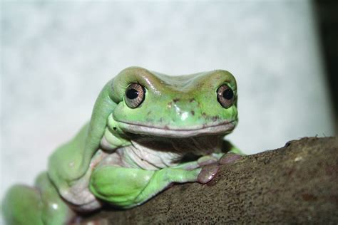 Whites Tree Frog At Maritime Aquarium Whites Tree Frog Tree Frogs