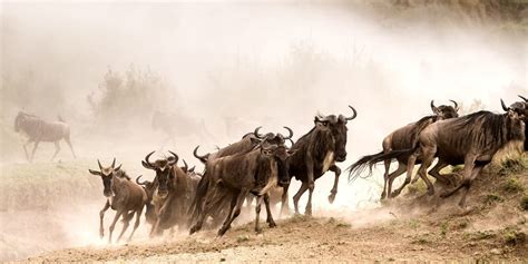 The Great Wildebeest Migration All You Need To Know Travel Moran